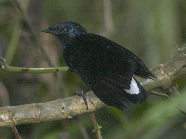 Silktail occurs in mature rain forest, forest fragments, logged forests and plantations on Taveuni and Vanua Levu, Fiji; despite its adaptability it is still classified as Near Threatened. Photo: Aviceda (commons.wikimedia.org). Silktail occurs in mature rain forest, forest fragments, logged forests and plantations on Taveuni and Vanua Levu, Fiji; despite its adaptability it is still classified as Near Threatened. Photo: Aviceda (commons.wikimedia.org).