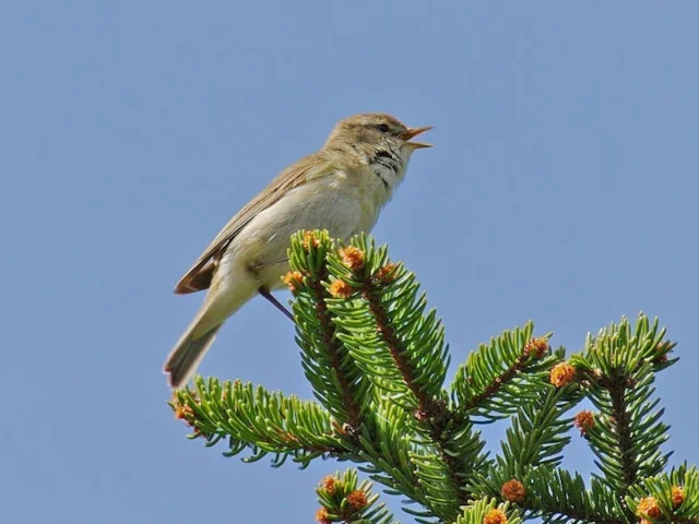 Singing male Willow Warblers do not necessarily indicate breeding pairs, as females often desert areas with a low density. Photo: Andreas Eichler (commons.wikimedia.org). Singing male Willow Warblers do not necessarily indicate breeding pairs, as females often desert areas with a low density. Photo: Andreas Eichler (commons.wikimedia.org).