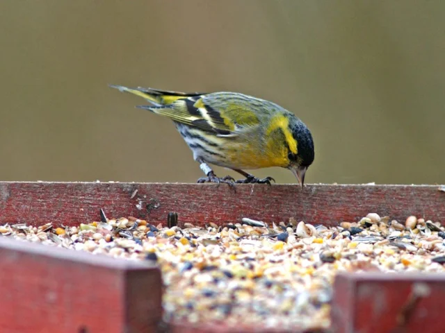 Siskins often rely on British garden feeders in hard weather or when the Sitka Spruce seed crop fails. Photo: Steve Young (www.birdsonfilm.com). Siskins often rely on British garden feeders in hard weather or when the Sitka Spruce seed crop fails. Photo: Steve Young (www.birdsonfilm.com).