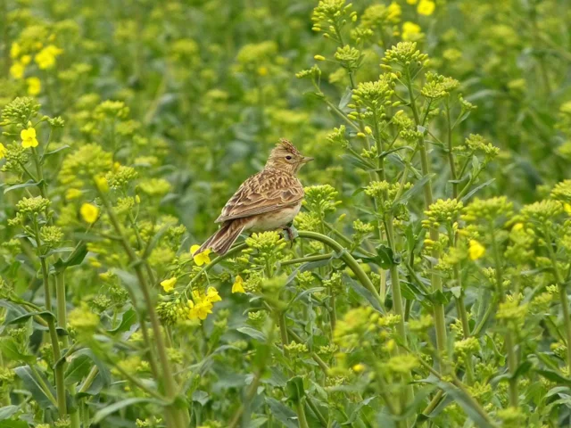 Skylark has increased its declining population among monocultural crops like Oilseed Rape using rotational set-aside land, with help from EU money. Photo: nottsexminer (commons.wikimedia.org). Skylark has increased its declining population among monocultural crops like Oilseed Rape using rotational set-aside land, with help from EU money. Photo: nottsexminer (commons.wikimedia.org).