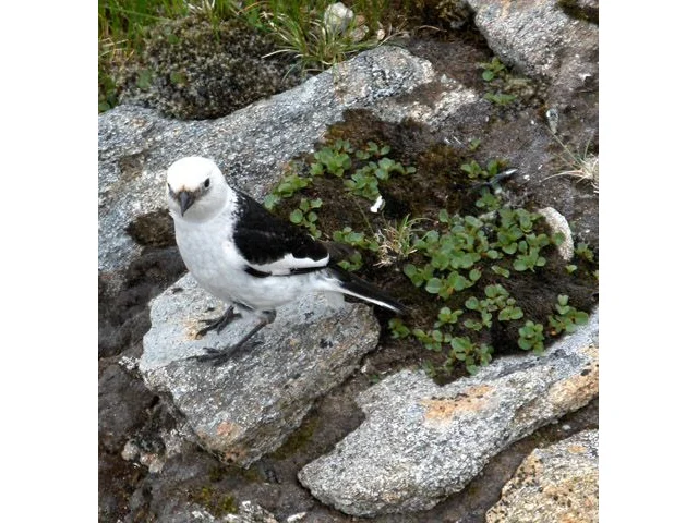 Snow Bunting is one of the species expected to be extirpated from Britain if global warming continues at its current rate. Photo: Andrew Smith (commons.wikimedia.org). Snow Bunting is one of the species expected to be extirpated from Britain if global warming continues at its current rate. Photo: Andrew Smith (commons.wikimedia.org).