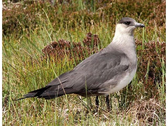 Some 60% of the world population of Arctic Skua is in Scotland, concentrated in Shetland and Orkney, both of which are among the 10 proposed Special Protection Areas. Photo by Donald Macauley (commons.wikimedia,org). Some 60% of the world population of Arctic Skua is in Scotland, concentrated in Shetland and Orkney, both of which are among the 10 proposed Special Protection Areas. Photo by Donald Macauley (commons.wikimedia,org).