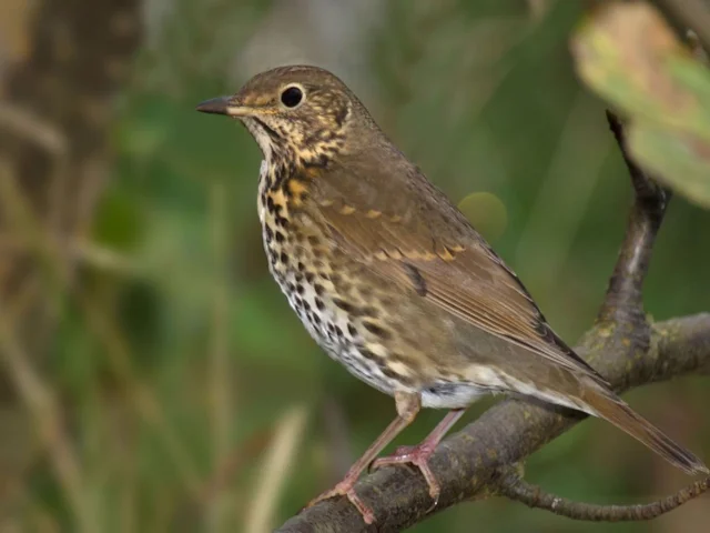 Song Thrush is killed in its tens of thousands every year on passage through Spain, Italy and Greece. Photo: Andreas Trepte (commons.wikimedia.org). Song Thrush is killed in its tens of thousands every year on passage through Spain, Italy and Greece. Photo: Andreas Trepte (commons.wikimedia.org).