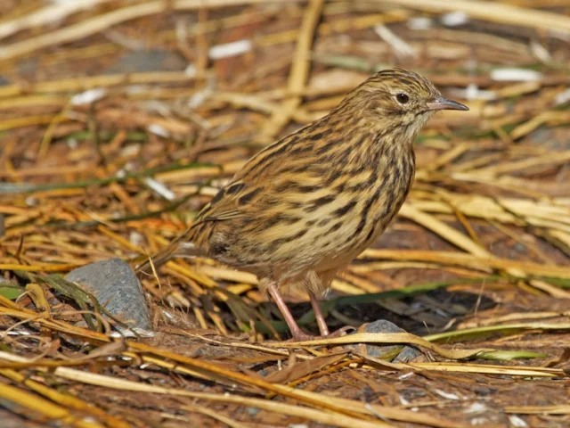 South Georgia Pipit is now extinct on the mainland of South Georgia, surviving on offshore islets. Photo: Brian Gratwicke (commons.wikimedia.org). South Georgia Pipit is now extinct on the mainland of South Georgia, surviving on offshore islets. Photo: Brian Gratwicke (commons.wikimedia.org).