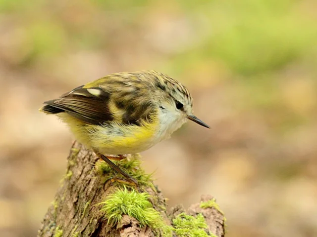 South Island Rifleman is one of many endemic New Zealand songbirds that suffer from introduced mammal predation, particularly in years with a heavy beech mast crop. Photo: digitaltrails (commons.wikimedia.org). South Island Rifleman is one of many endemic New Zealand songbirds that suffer from introduced mammal predation, particularly in years with a heavy beech mast crop. Photo: digitaltrails (commons.wikimedia.org).