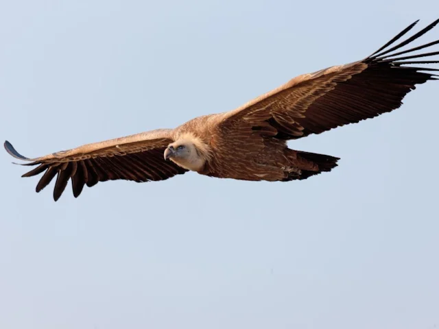 Spain holds the majority of Europe's Griffon Vultures, but has yet to ban diclofenac. Photos: Artemy Voikhansky (commons.wikimedia.org). Spain holds the majority of Europe's Griffon Vultures, but has yet to ban diclofenac. Photos: Artemy Voikhansky (commons.wikimedia.org).