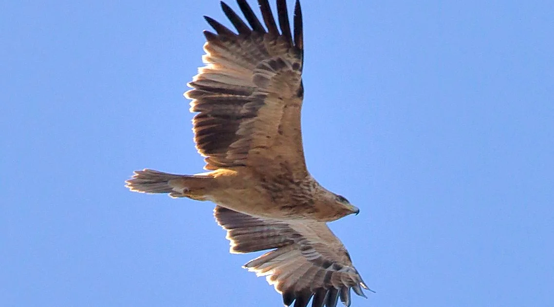Thousands of endangered raptors poisoned in Spain - BirdGuides