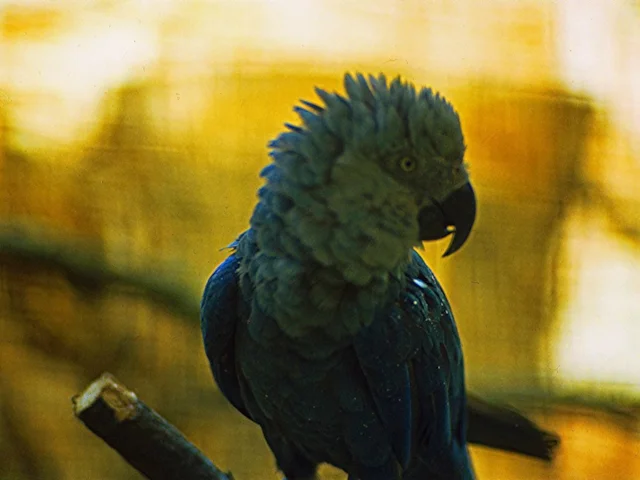 Spix's Macaw at the Vogelpark in Walsrode, Germany, in 1980; the species is now extinct in the wild owing in part to the depredations of illegal bird traders. Photo: Rüdiger Stehn (commons.wikimedia.org). Spix's Macaw at the Vogelpark in Walsrode, Germany, in 1980; the species is now extinct in the wild owing in part to the depredations of illegal bird traders. Photo: Rüdiger Stehn (commons.wikimedia.org).