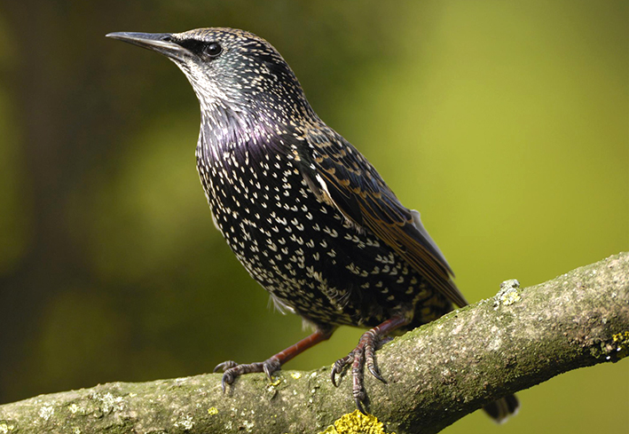 Starling
