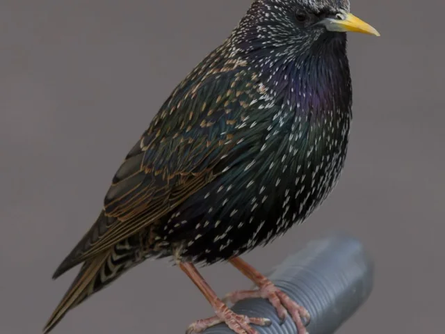 Starling has been declining in Britain for a number of years, but it is hoped that an assessment of soil invertebrates may offer clues as to why. Photo: Pierre Selim (commons.wikimedia.org). Starling has been declining in Britain for a number of years, but it is hoped that an assessment of soil invertebrates may offer clues as to why. Photo: Pierre Selim (commons.wikimedia.org).