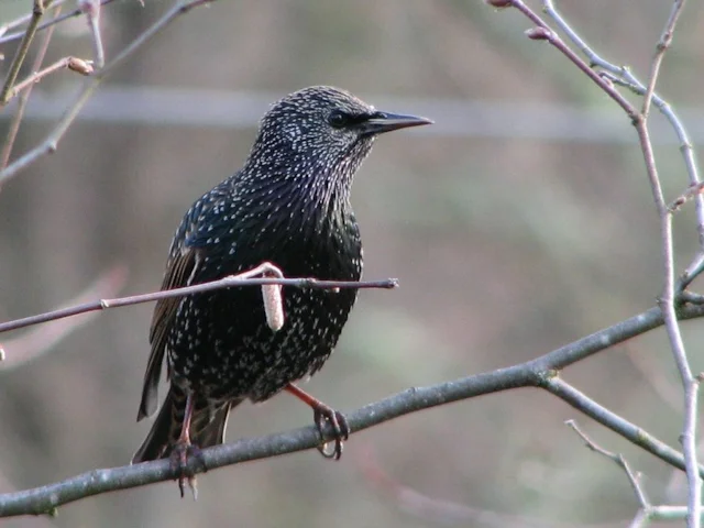 Starling is a familiar and popular garden bird that is in decline, but can be helped by creating spaces more amenable to wildlife. Photo: Noël Zia Lee (commons.wikimedia.org). Starling is a familiar and popular garden bird that is in decline, but can be helped by creating spaces more amenable to wildlife. Photo: Noël Zia Lee (commons.wikimedia.org).