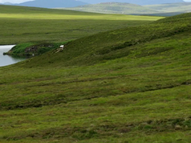 Sutherland's Flow Country is a unique Scottish habitat, but is under threat from an ill-considered wind farm. Photo: Ian Cramman (commons.wikimedia.org). Sutherland's Flow Country is a unique Scottish habitat, but is under threat from an ill-considered wind farm. Photo: Ian Cramman (commons.wikimedia.org).
