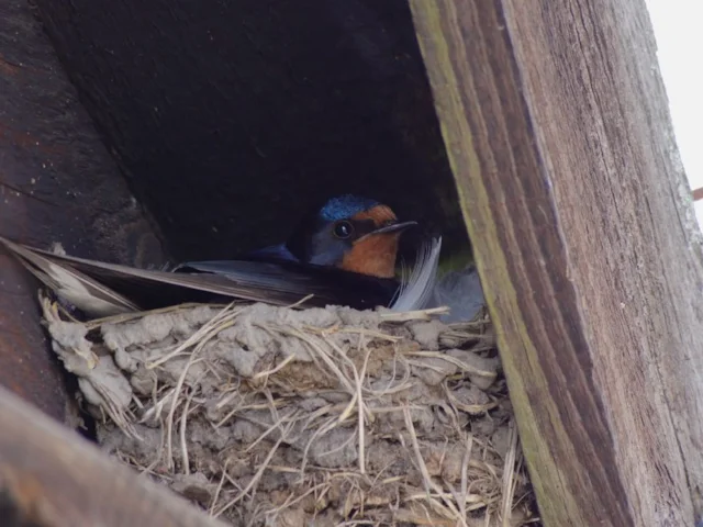 Swallow migrates in its millions from southern Africa to nest in Britain and Europe. Photo: Andreas Eichler (commons.wikimedia.org). Swallow migrates in its millions from southern Africa to nest in Britain and Europe. Photo: Andreas Eichler (commons.wikimedia.org).