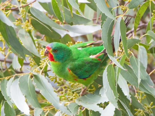 Swift Parrot is fast declining on their native island of Tasmania. Photo: JJ Harrison (commons.wikimedia.org). Swift Parrot is fast declining on their native island of Tasmania. Photo: JJ Harrison (commons.wikimedia.org).