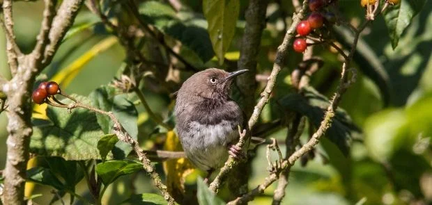 Taita Apalis has been reduced to just 100 birds or so, but BirdLife are appealling to try to save it from extinction. Photo: Peter Steward. Taita Apalis has been reduced to just 100 birds or so, but BirdLife are appealling to try to save it from extinction. Photo: Peter Steward.