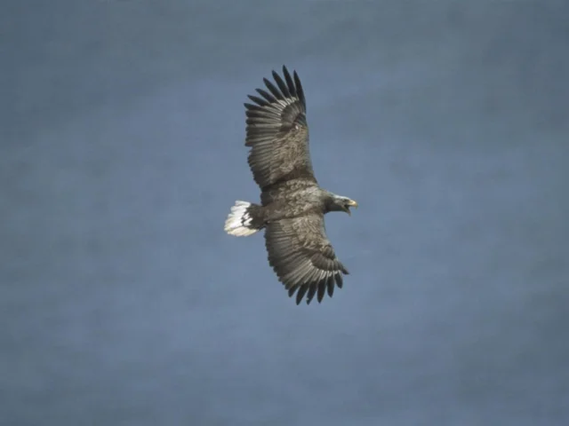 The 100th pair of nesting White-tailed Eagles has now established itself on Hoy, Orkney. Photo: Chris Gomersall (rspb-images.com). The 100th pair of nesting White-tailed Eagles has now established itself on Hoy, Orkney. Photo: Chris Gomersall (rspb-images.com).
