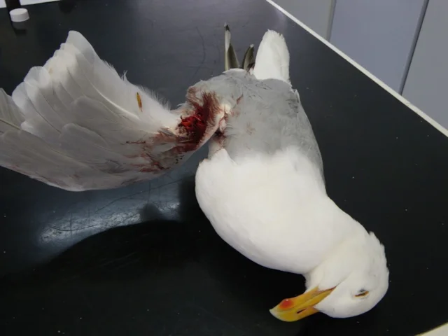 The adult Herring Gull had to be put down by a vet as its injuries were too extensive and the bird was in too much pain. Photo: RSPCA. The adult Herring Gull had to be put down by a vet as its injuries were too extensive and the bird was in too much pain. Photo: RSPCA.