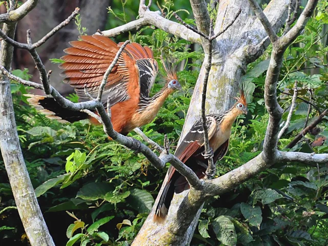 The antediluvian-looking Hoatzin is one of a large assemblage of avian biodiversity to be found around Balbina Dam, Brazil, but numbers of all species seem to be falling. Photo: Cláudio Dias Timm (commons.wikimedia.org). The antediluvian-looking Hoatzin is one of a large assemblage of avian biodiversity to be found around Balbina Dam, Brazil, but numbers of all species seem to be falling. Photo: Cláudio Dias Timm (commons.wikimedia.org).