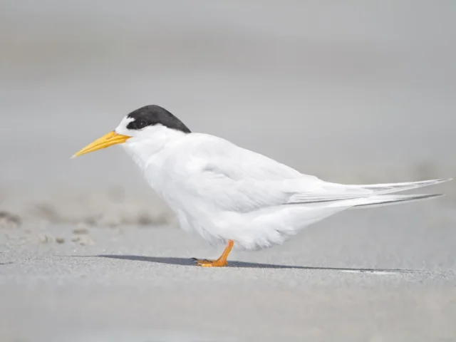 The Australian subspecies of Fairy Tern, seen here in Tasmania, has already suffered from depletion of prey near its breeding grounds; the New Zealand form may well undergo the same, but irreversibly. Photo: JJ Harrison (commons.wikimedia.org). The Australian subspecies of Fairy Tern, seen here in Tasmania, has already suffered from depletion of prey near its breeding grounds; the New Zealand form may well undergo the same, but irreversibly. Photo: JJ Harrison (commons.wikimedia.org).
