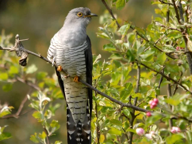 The BTO's cuckoo tagging project has now entered its third year. Photo: Locaguapa (commons.wikimedia.org). The BTO's cuckoo tagging project has now entered its third year. Photo: Locaguapa (commons.wikimedia.org).