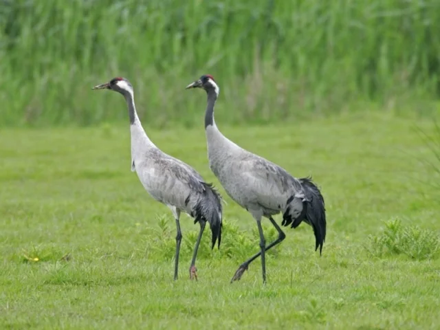 The Common Cranes at Lakenheath Fen RSPB firs bred in 2009, having arrived in 2007. Photo: Andy Hay (www.rspb-images.com). The Common Cranes at Lakenheath Fen RSPB firs bred in 2009, having arrived in 2007. Photo: Andy Hay (www.rspb-images.com).