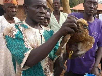 The corpse of the Marsh Harrier is presented to BirdLife workers in the Sierra Leonean village. Photo: Geoffroy Citegetse. The corpse of the Marsh Harrier is presented to BirdLife workers in the Sierra Leonean village. Photo: Geoffroy Citegetse.