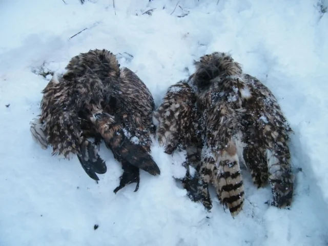 The County Durham Short-eared Owls were concealed in a hole and found by a member of the public. Photo: www.rspb-images.com. The County Durham Short-eared Owls were concealed in a hole and found by a member of the public. Photo: www.rspb-images.com.