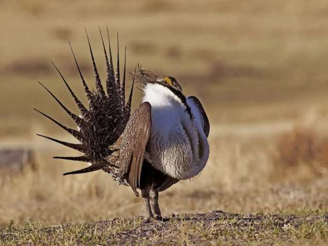 The decline of Sage-grouse has been reversed in the United States by a concerted conservation effort. Photo: Bureau of Land Management (commons.wikimedia.org). The decline of Sage-grouse has been reversed in the United States by a concerted conservation effort. Photo: Bureau of Land Management (commons.wikimedia.org).
