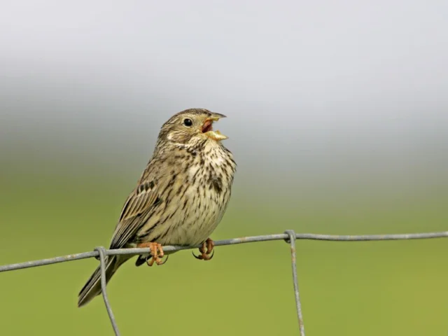The declining Corn Bunting may be able to make a recovery once farmers adopt a later hay-mowing schedule. Photo: Andy Hay (rspb-images.com). The declining Corn Bunting may be able to make a recovery once farmers adopt a later hay-mowing schedule. Photo: Andy Hay (rspb-images.com).
