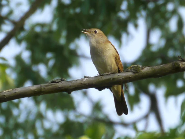 The declining Nightingale's fragile habitats in Britain are unlikely to be properly mitigated by habitat offsetting. Photo: Andreas Eichler (commons.wikimedia.org). The declining Nightingale's fragile habitats in Britain are unlikely to be properly mitigated by habitat offsetting. Photo: Andreas Eichler (commons.wikimedia.org).