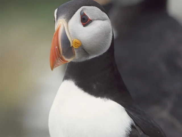 The declining Puffin will almost certainly be helped by the creation of new protected zones around the coast of England and Wales. Photo: Andy Hay (www.rspb-images.com) The declining Puffin will almost certainly be helped by the creation of new protected zones around the coast of England and Wales. Photo: Andy Hay (www.rspb-images.com)