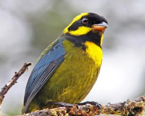 The endemic Golden-ringed Tanager is one of many endangered bird species that are recorded at Las Tangaras Bird Reserve in Colombia. Photo courtesy of World Land Trust. The endemic Golden-ringed Tanager is one of many endangered bird species that are recorded at Las Tangaras Bird Reserve in Colombia. Photo courtesy of World Land Trust.