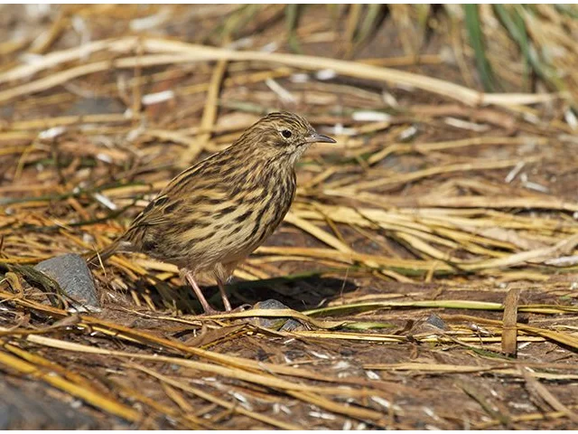 The eponymous South Georgia Pipit, which is endemic to the island, is already benefiting from the rat-eradication programme. Photo by Brian Gratwicke (commons.wikimedia.org). The eponymous South Georgia Pipit, which is endemic to the island, is already benefiting from the rat-eradication programme. Photo by Brian Gratwicke (commons.wikimedia.org).