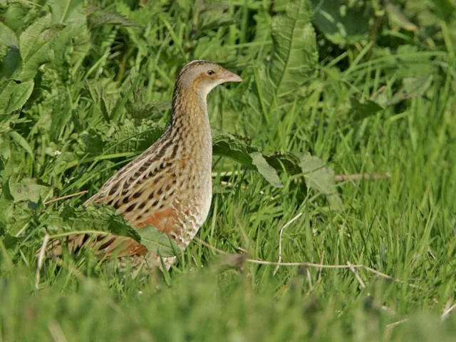 The eroding of the unique machair habitat has done for many of Scotland's Corncrakes. Photo: Andy Hay (www.rspb-images.com). The eroding of the unique machair habitat has done for many of Scotland's Corncrakes. Photo: Andy Hay (www.rspb-images.com).