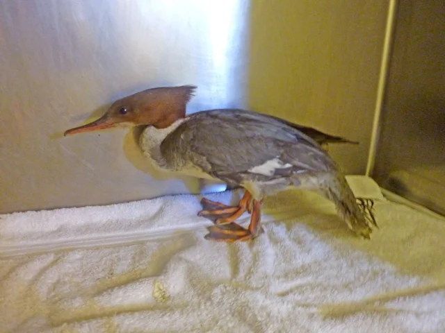 The female Goosander is now being looked after with a view to being released back into the wild. Photo: RSPCA. The female Goosander is now being looked after with a view to being released back into the wild. Photo: RSPCA.