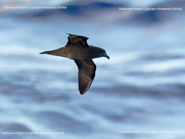 The female Mascarene Petrel plainly showing that it will be imminently laying its egg. Photo: Hadoram Shirihai/The Tubenoses Project. The female Mascarene Petrel plainly showing that it will be imminently laying its egg. Photo: Hadoram Shirihai/The Tubenoses Project.