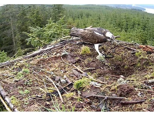 The female Osprey keeps a watchful eye over its first egg of the season at Kielder Water & Forest Park. Photo courtesy of Forestry Commission. The female Osprey keeps a watchful eye over its first egg of the season at Kielder Water & Forest Park. Photo courtesy of Forestry Commission.