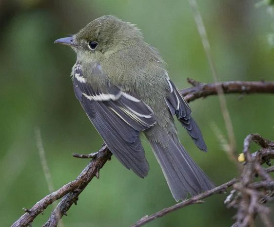 The first-winter Acadian flycatcher at Dungeness, Kent, on 22 September 2015 remains in circulation at the Rarities Committee. Photo: Rob Wilson. The first-winter Acadian flycatcher at Dungeness, Kent, on 22 September 2015 remains in circulation at the Rarities Committee. Photo: Rob Wilson.
