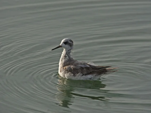The Grey Phalarope was spinning around on the surface of the sewage ponds, looking for insect food and avoiding the resident Freshwater Crocodiles. Photo: Mick Jerram. The Grey Phalarope was spinning around on the surface of the sewage ponds, looking for insect food and avoiding the resident Freshwater Crocodiles. Photo: Mick Jerram.