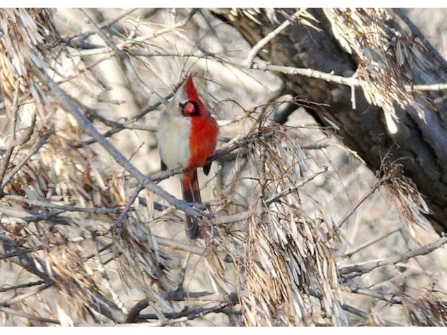 Half Male Half Female Cardinal Was Its Own Sibling Birdguides