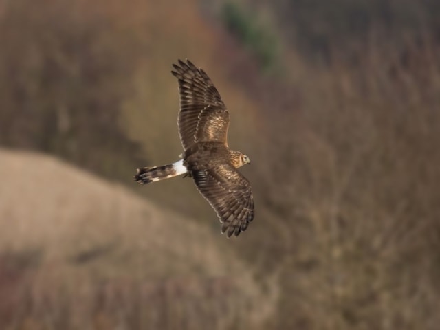 The Hawk and Owl Trust are beginning to received much criticism for their stance on how to manage Hen Harrier. Andreas Trepte (commons.wikimedia.org). The Hawk and Owl Trust are beginning to received much criticism for their stance on how to manage Hen Harrier. Andreas Trepte (commons.wikimedia.org).