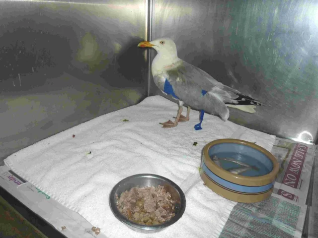 The Herring Gull is being cared for at the RSPCA Stapeley Grange wildlife centre in Cheshire, after being injured by shotgun pellets. Photo: RSPCA. The Herring Gull is being cared for at the RSPCA Stapeley Grange wildlife centre in Cheshire, after being injured by shotgun pellets. Photo: RSPCA.