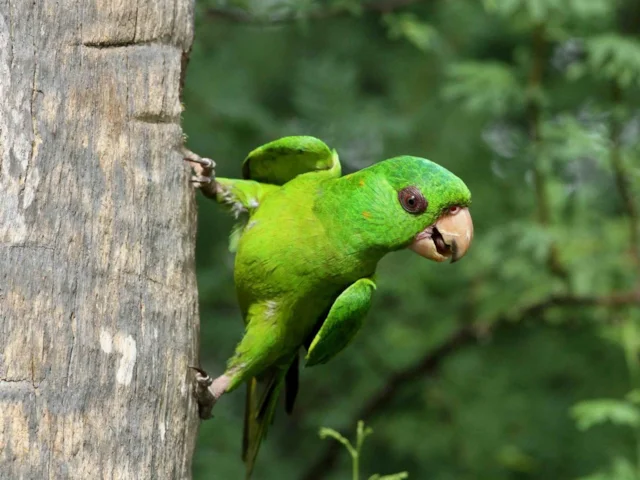 The introduced population of Green Parakeet in the Rio Grande city of McAllen, Texas, is receiving the kind of protection usually reserved for native species. Photo: Stephen Sinclair. The introduced population of Green Parakeet in the Rio Grande city of McAllen, Texas, is receiving the kind of protection usually reserved for native species. Photo: Stephen Sinclair.