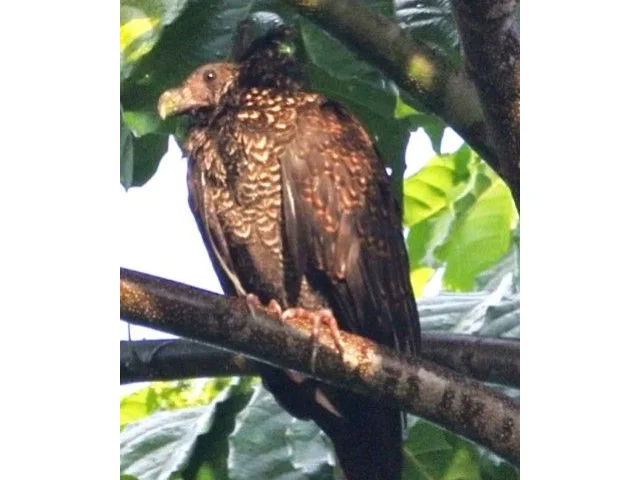 The juvenile Tooth-billed Pigeon as photographed oin its rediscovery on 9 December, on Savai’i; researchers will now hunt for the species on Upolu to the south. Photo: BirdLife International. The juvenile Tooth-billed Pigeon as photographed oin its rediscovery on 9 December, on Savai’i; researchers will now hunt for the species on Upolu to the south. Photo: BirdLife International.
