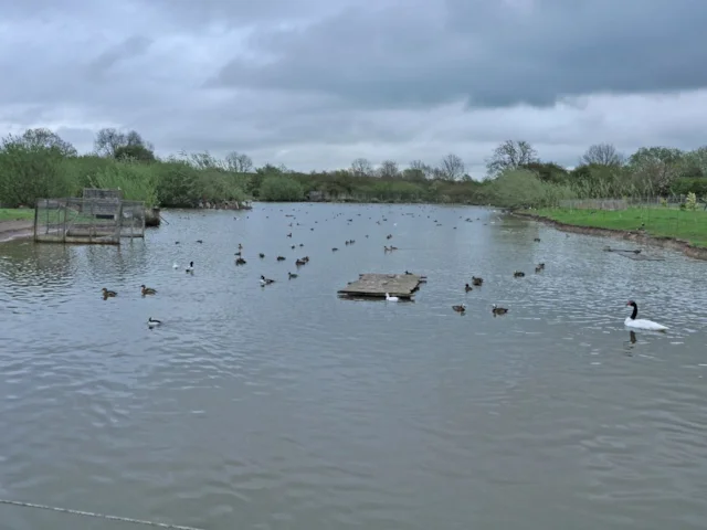 The lake in front of Bowes's work premises was home to both wild and exotic wildfowl, which he encouraged hunters to shoot, and trapped and pinioned in an exceptionally cruel manner. Photo: RSPCA. The lake in front of Bowes's work premises was home to both wild and exotic wildfowl, which he encouraged hunters to shoot, and trapped and pinioned in an exceptionally cruel manner. Photo: RSPCA.