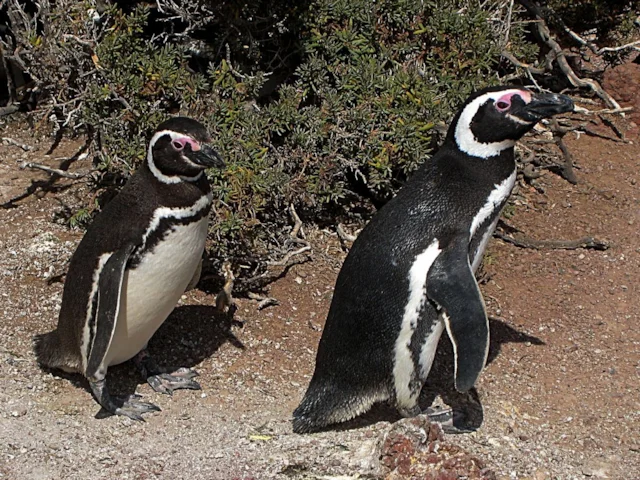 The Magellanic Penguin colony at Punta Tombo in Patagonia, Argentina, is a popular destination to see the species. Photo: 99of9 (commons.wikimedia.org). The Magellanic Penguin colony at Punta Tombo in Patagonia, Argentina, is a popular destination to see the species. Photo: 99of9 (commons.wikimedia.org).