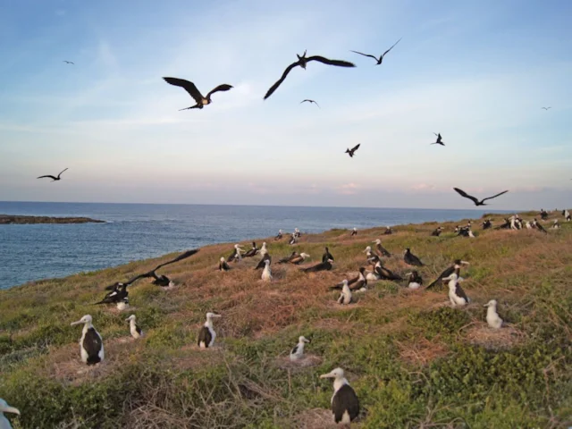 The Magnificent Frigatebird colony on Anguilla teems with the huge seabirds. Photo: Tim Aveling (BirdLife International). The Magnificent Frigatebird colony on Anguilla teems with the huge seabirds. Photo: Tim Aveling (BirdLife International).