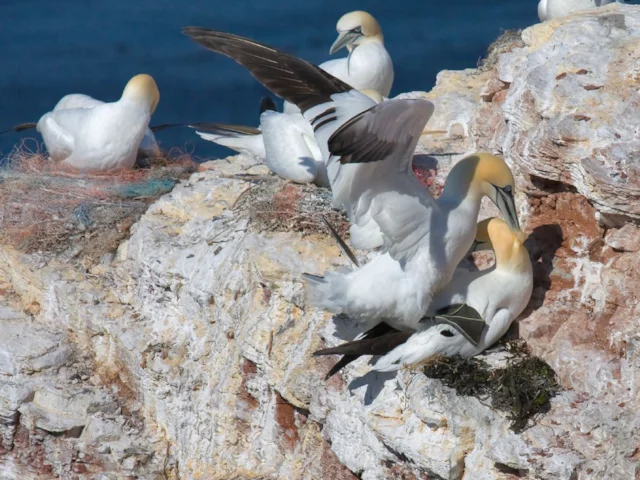 The majority of the world population of Northern Gannet is found in British waters, while Bass Rock is the largest single island colony of the species in the world. Photo: Andreas Trepte (commons.wikimedia.org). The majority of the world population of Northern Gannet is found in British waters, while Bass Rock is the largest single island colony of the species in the world. Photo: Andreas Trepte (commons.wikimedia.org).