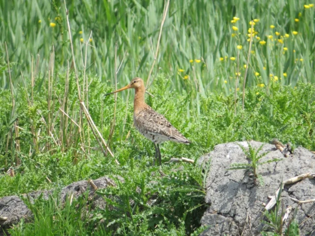 The male Black-tailed Godwit is one of just a few birds at Welney WWT, that make up six per cent of the British population. Photo: WWT. The male Black-tailed Godwit is one of just a few birds at Welney WWT, that make up six per cent of the British population. Photo: WWT.
