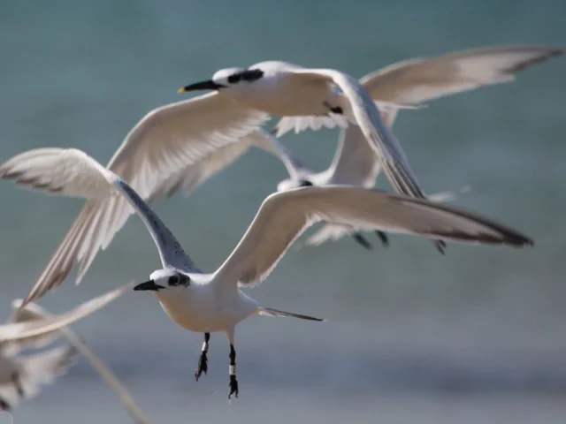 The Moray Firth provides rich feeding grounds for seabirds such as Sandwich Tern. Photo: Hertha56 (commons.wikimedia.org). The Moray Firth provides rich feeding grounds for seabirds such as Sandwich Tern. Photo: Hertha56 (commons.wikimedia.org).